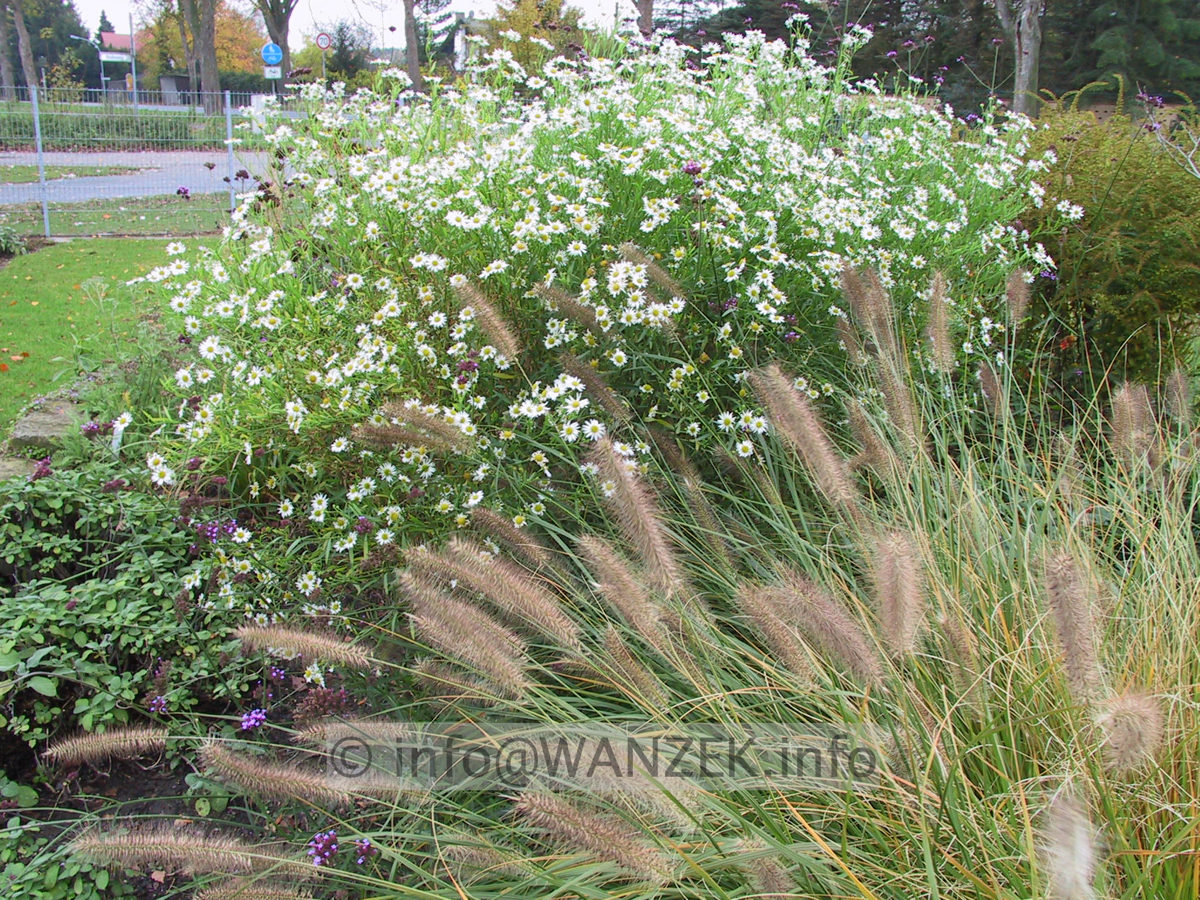 Boltonia asteroides Snowbanks - im Beet.JPG